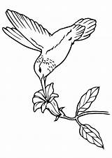 Colibri Kolibri Dibujo Ausmalbild Malvorlagen Fáciles Visitar sketch template