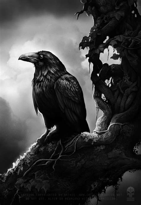 Pin On Ravens Crows
