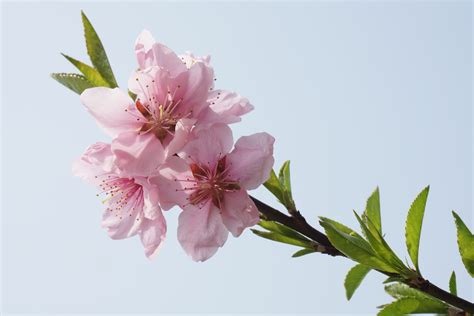 images tree branch flower petal spring produce botany flora cherry blossom close