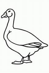 Goose Coloring Pages Printable Animal Kids Baby Clipart Color Comments Coloringhome Library Popular sketch template
