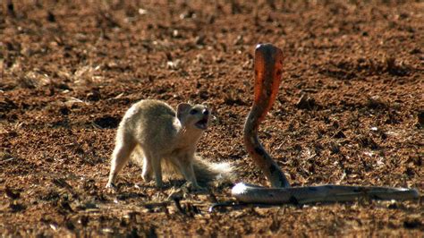 mongoose   matrix  save  fighting  cobra