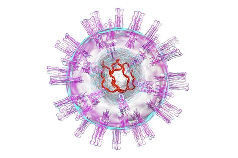 herpes simplex virus photograph by kateryna kon science photo library