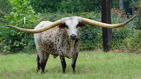 guinness world record  longest horn span   texas longhorn