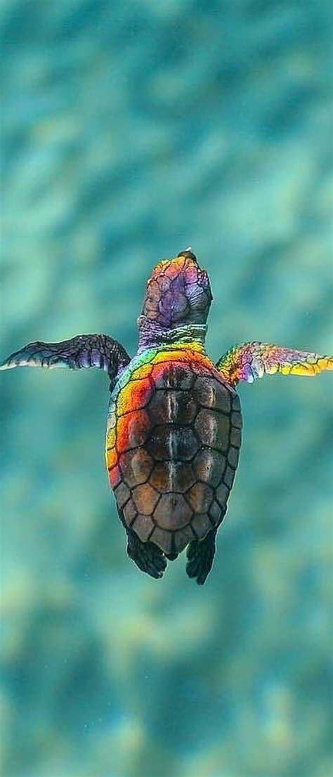 Cute Turtle Alisha Turtles Water Hd Phone Wallpaper Peakpx