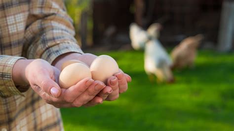 start  chicken egg farm thefarmlivingcom