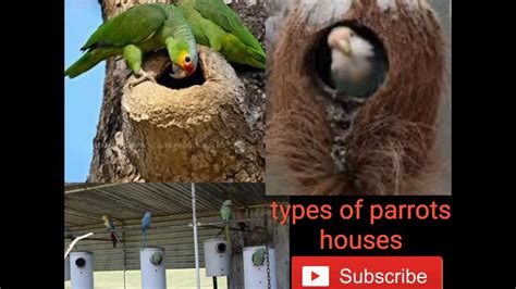 parrots houses youtube