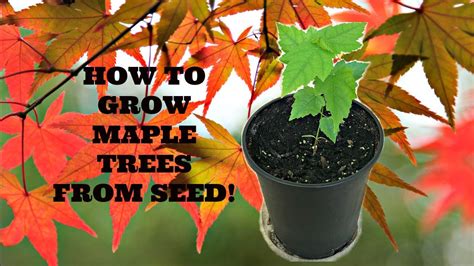 grow maple trees  seed growing seeds maple tree seeds