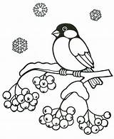 Coloring Pages Bullfinch Na sketch template
