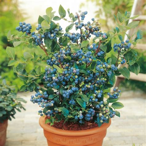 pinkberry blueberry growing guide suttons gardening grow