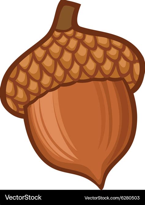 acorn cartoon royalty  vector image vectorstock