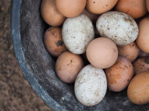 10 Most Productive Egg Laying Chickens 300 Eggs Per Year