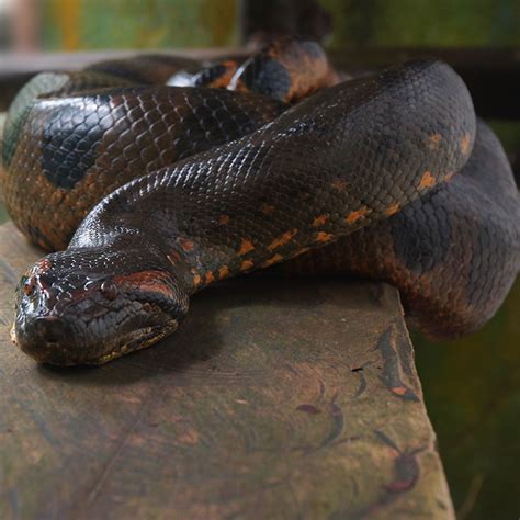 anaconda rainforest animals