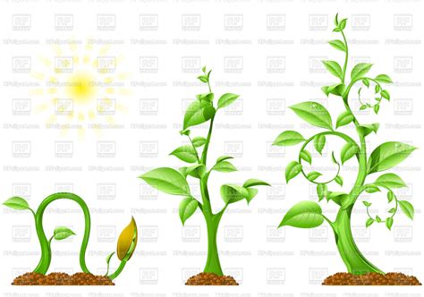 plant growth  plants  animals  royalty  vector
