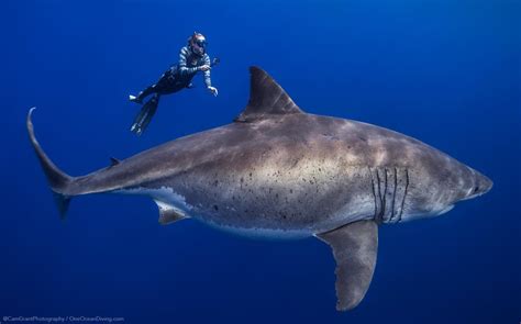 take a look at one of the largest great white sharks ever recorded our funny little site