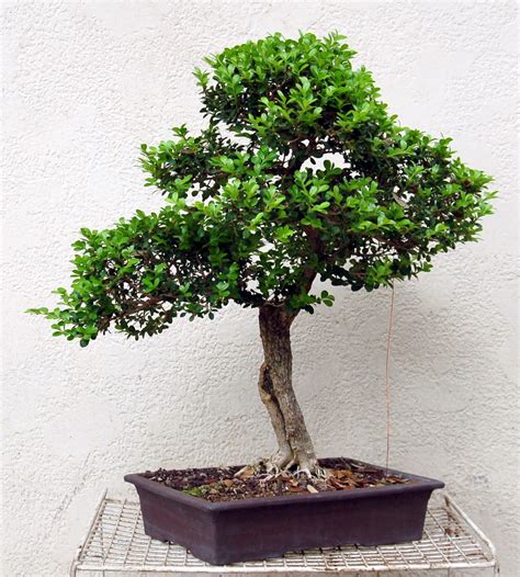 heart of texas bonsai japanese boxwood 3 the cemetary