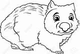 Wombat Coloring Marsupial Animal Vector Clipart Cartoon Designlooter Book Cute 18kb 1300 704px 1023 15kb sketch template