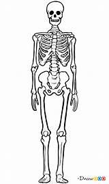 Skeletons Human Draw Bones Step Drawdoo Webmaster sketch template