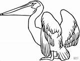 Coloring Pelicans Pages Coloringbay sketch template