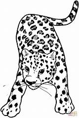 Leopard Coloring Pages Colouring Snow Color Printable Amur Kids Clipart Animals Cub Template Comments Supercoloring Popular Coloringhome Tree Sketch sketch template
