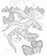 Sahara Reptiles sketch template
