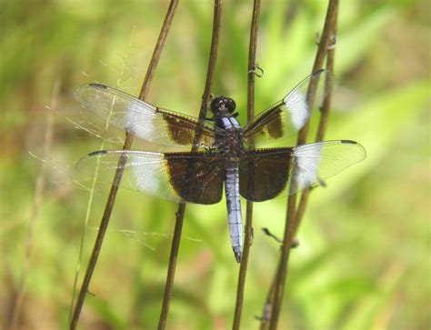 male widow skimmer dragonfly penty photo