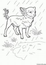 Chihuahua Coloring Pages Dog Colorkid Coloringpagesforadult sketch template