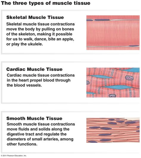 what are the differences between cardiac heart and skeletal muscle