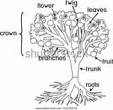 Morphology Coloring Plant Parts Vector Tree sketch template