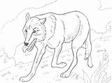 Coloring Pages Wolf Pack Adult sketch template