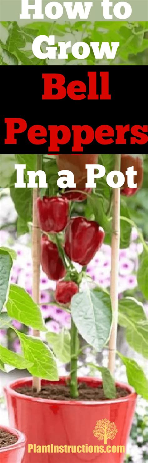 grow bell peppers   pot plant instructions