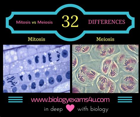 Mitosis And Meiosis Difference What Are The Similarities