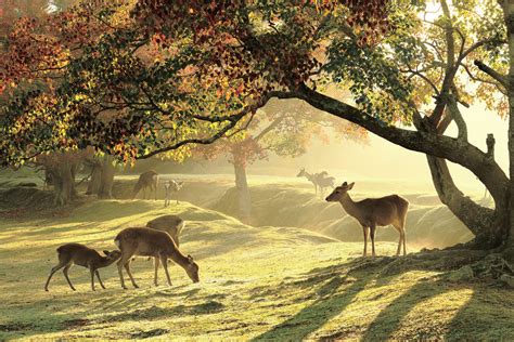 top      nara  autumn official nara travel guide