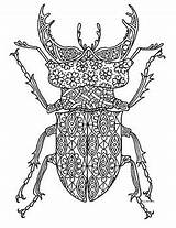 Beetle Zentangle Stag Insect sketch template