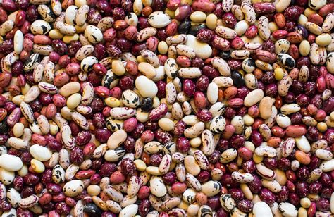 beans   colors  species  stock photo  vecteezy