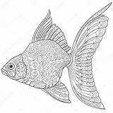 Zentangle Goldfish Peces Pesce Antistress Adulti Stilizzato Estilizada Depositphotos sketch template