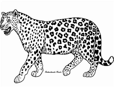 cheetah gepard rodzina leopard ausmalbild colorear supercoloring