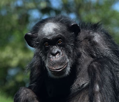 schimpanse foto bild asien alaska affen bilder auf fotocommunity