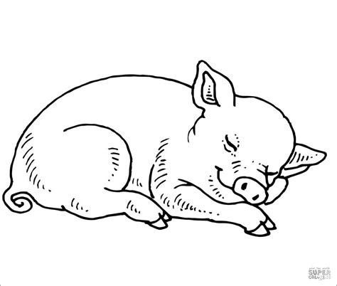 baby pig cute pig coloring pages  printable pig coloring pages