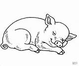 Coloring Pages Pig Baby Sleeping Pigs Piggy Printable Kids Cute Drawing Minecraft Print Realistic Colouring Miss Fern Adult Color Book sketch template