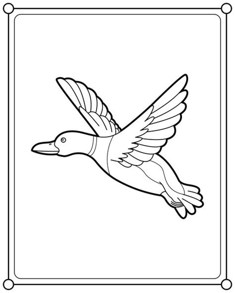 premium vector flying mallard duck suitable  childrens coloring