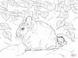 Chinchilla Coloring Short Tailed Getcolorings Pages Getdrawings Color sketch template