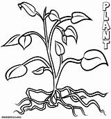 Plant Coloring Plants Pages Roots Clipart Tomato Flowers Drawing Printable Flower Trees Print Color Tree Kids Sheets Getdrawings Adult Getcolorings sketch template