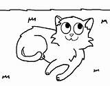 Coloring Cat Lying Coloringcrew sketch template