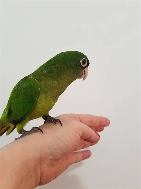 Half Moon Conure 131680 For Sale In East Stroudsburg Pa