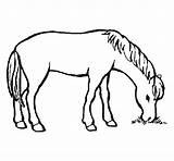 Comiendo Caballo Cavalo Colorir Cheval Cavallo Mangia Caballos Mange Cavall Pasto Menjant Imprimir Coloriage Comer Dibuix Vaca Dibuixos Colorier Calcar sketch template