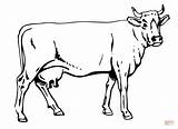 Mucca Cow sketch template
