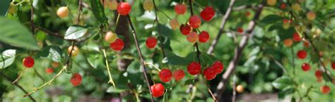 growing cherry   pits melinda myers
