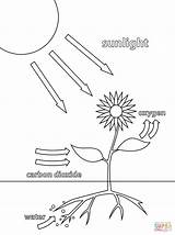 Coloring Pages Photosynthesis Printable Fotosynthese Drawing Supercoloring sketch template
