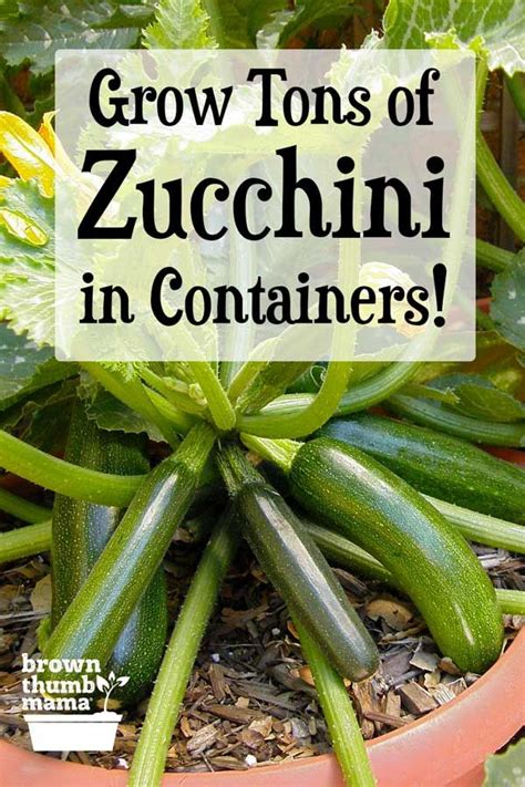 grow zucchini  containers
