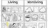 Living Things Coloring Pages Nonliving School Divyajanani Tablet sketch template